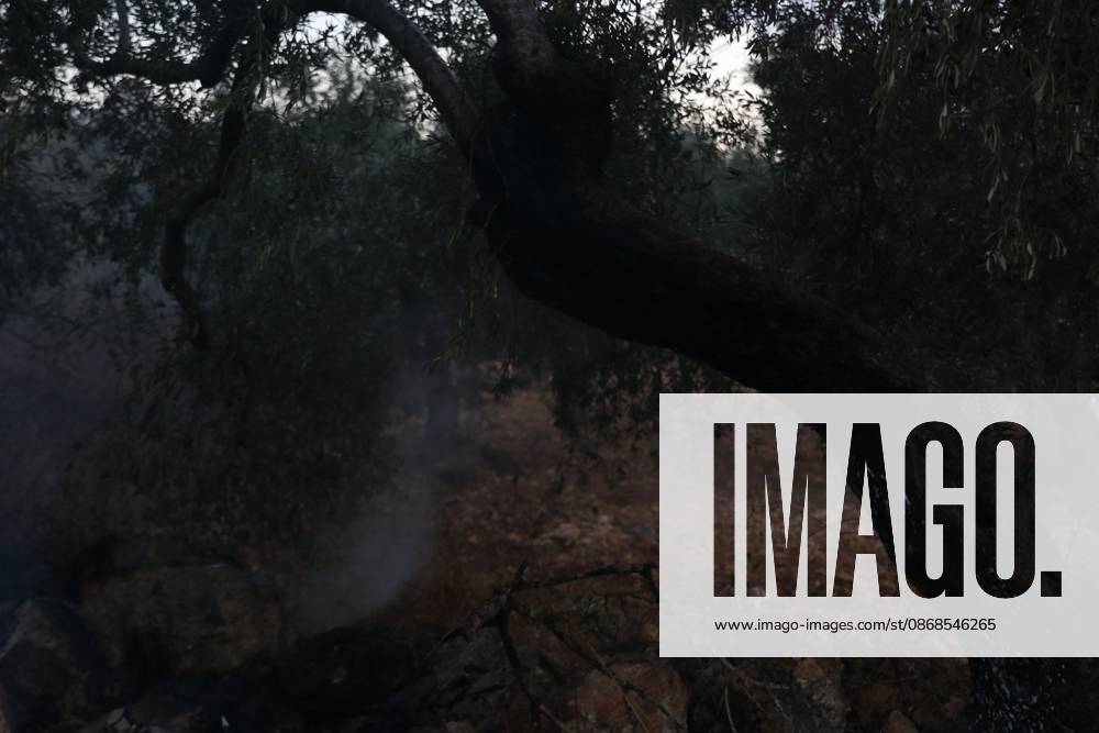 Israeli Settlers Set Fire To Olive Trees And Car Scrap Yard Near Silwad SILWAD, WEST BANK, PALESTINE OCTOBER 4, 2026: Israeli settlers set fire to olive trees and a car scrap yard between the villages of Ein Yabrud and Silwad, according to the information provided. The owner of the repair shop said more than 50 cars were destroyed in the fire. The incident occurred amid ongoing attacks targeting Palestinian property and agricultural land in the area. Fires affecting olive trees and other Palestinian property have also been reported in areas around Silwad. Ramallah Palestine, State of