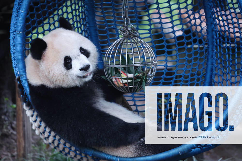 Giant panda Yu Ai plays with a leak-proof ball while lying in a cradle during the National Day holiday on October 5, 2026 in Chongqing, China. The Chongqing Zoo has prepared various enrichment activities and special food for the giant pandas to celebrate the holiday.