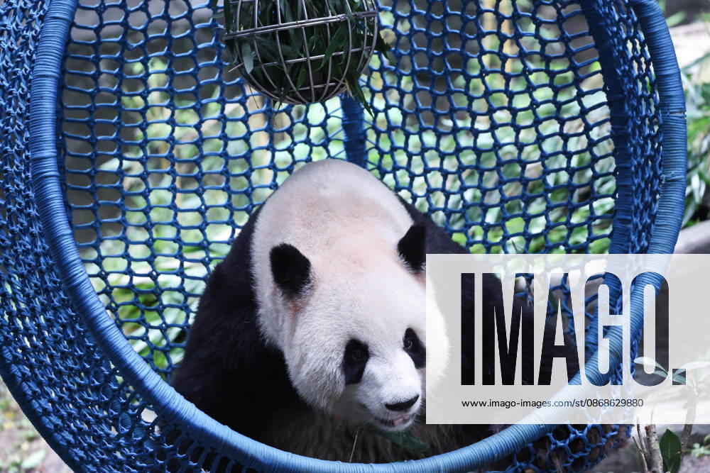 Giant panda Yu Ke plays with a food-dispensing toy while lying in a cradle during the National Day holiday on October 5, 2026 in Chongqing, China. The Chongqing Zoo has prepared various enrichment activities and special treats for the giant pandas to celebrate the holiday.
