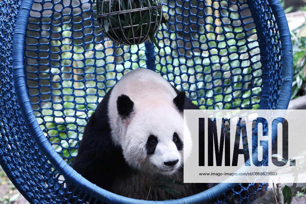 Giant panda Yu Ke plays with a food-dispensing ball in a cradle during the National Day holiday on October 5, 2026 in Chongqing, China. The Chongqing Zoo has prepared various enrichment activities and special treats for the giant pandas to celebrate the holiday.