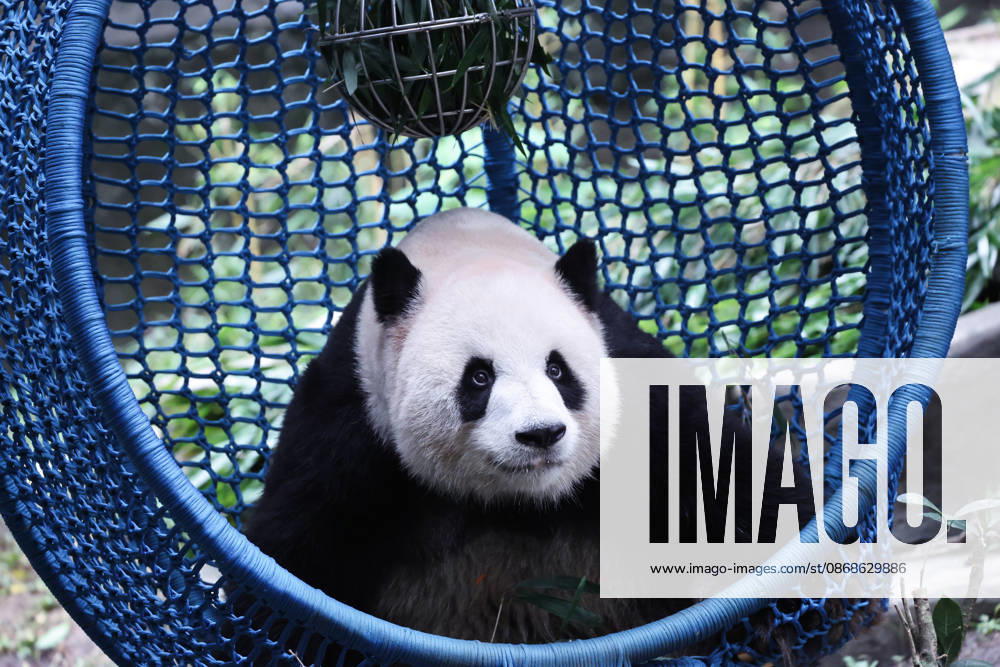 Giant panda Yu Ke plays with a leak-proof ball in a cradle during the National Day holiday on October 5, 2026 in Chongqing, China. The Chongqing Zoo has prepared various enrichment activities for giant pandas to celebrate the holiday.