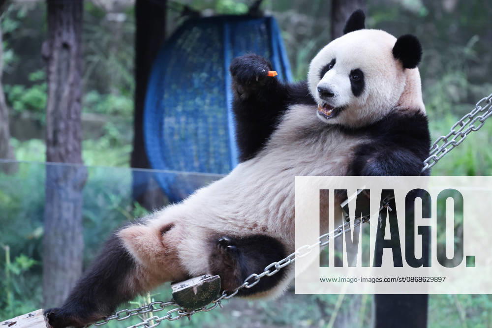 Giant panda Mang Cancan eats fruit on a floating bridge during the National Day holiday on October 5, 2026 in Chongqing, China. The Chongqing Zoo has prepared enrichment activities including food puzzles for the animals to celebrate the holiday.