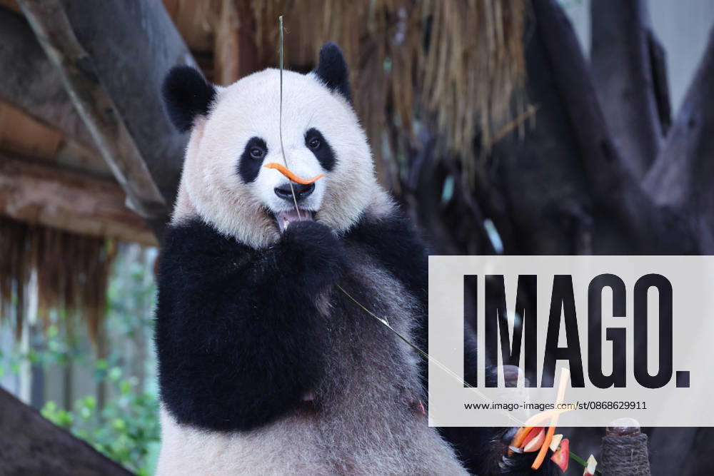 Giant panda Mangzai plays with enrichment items including a skewer at Chongqing Zoo on October 5, 2026 in Chongqing, China. Citizens and tourists visited the zoo to celebrate the National Day holiday.
