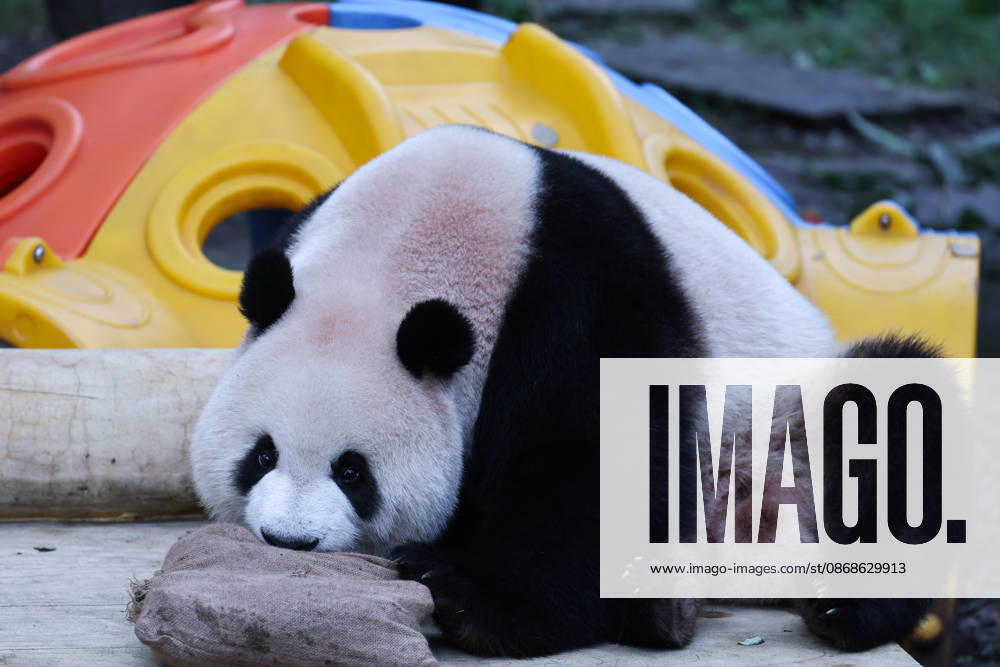 Giant panda Mang Cancan enjoys food enrichment inside a sack on October 5, 2026 in Chongqing, China. The Chongqing Zoo attracted large crowds of visitors during the National Day holiday.