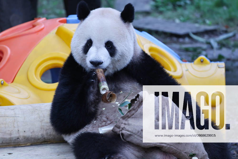 Giant panda Mang Cancan enjoys food from a sack as part of enrichment activities during the National Day holiday on October 5, 2026 in Chongqing, China. The Chongqing Zoo arranged special treats and enrichment items for the giant pandas to celebrate the holiday.