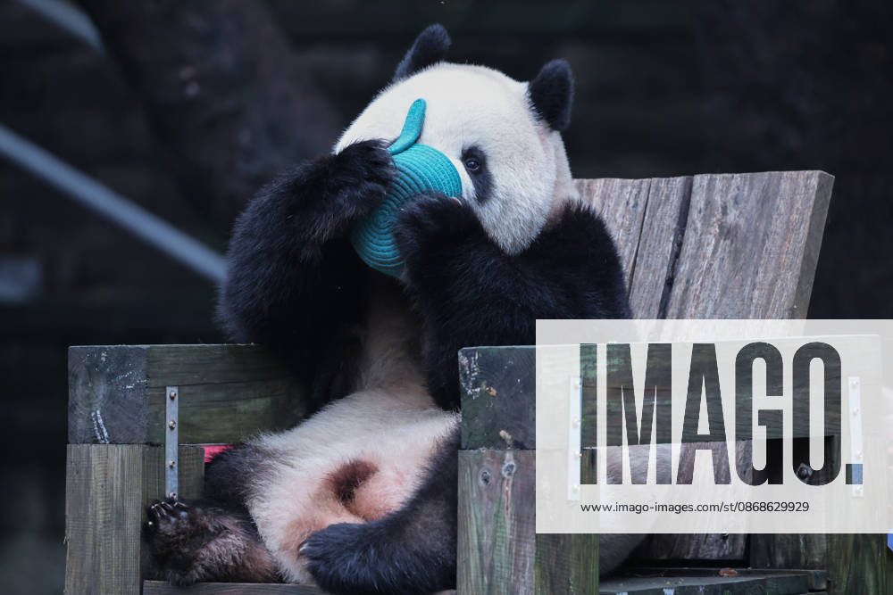 Giant panda Mang Cancan eats fruit at Chongqing Zoo on October 5, 2026 in Chongqing, China. The zoo hosted special enrichment activities including food puzzles for the pandas during the National Day holiday.