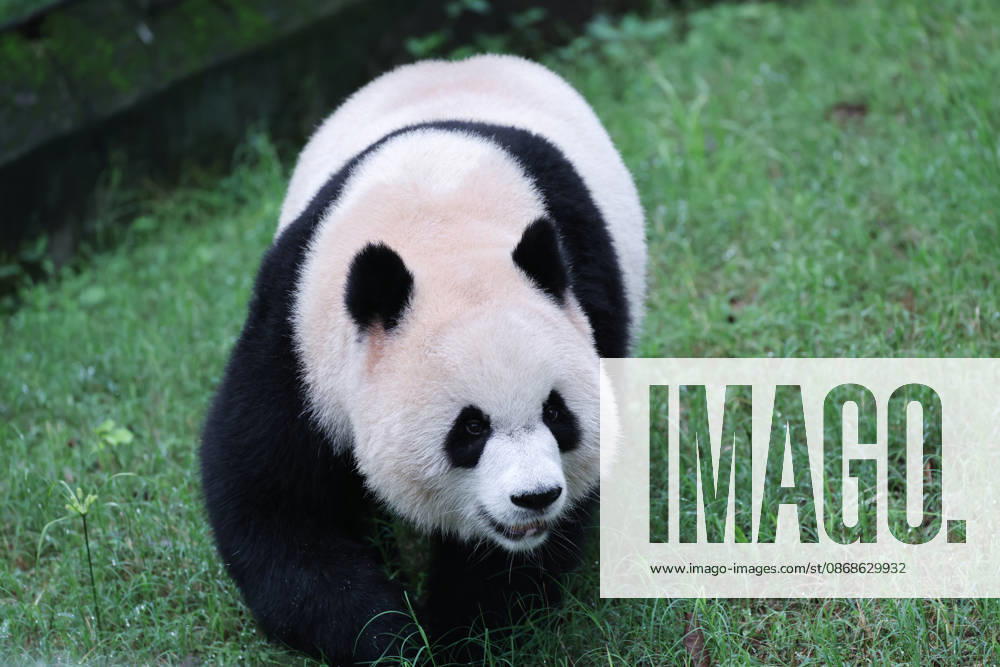 Giant panda Yu Ai plays with enrichment items in the enclosure at Chongqing Zoo on October 5, 2026 in Chongqing, China. The zoo arranged special activities for the pandas to celebrate the National Day holiday.