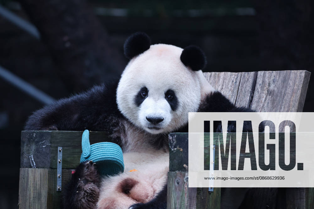 Giant panda Mang Can Can eats fruit during the National Day holiday on October 5, 2026 in Chongqing, China. The Chongqing Zoo attracted numerous visitors during the holiday, where animals participated in enrichment activities.