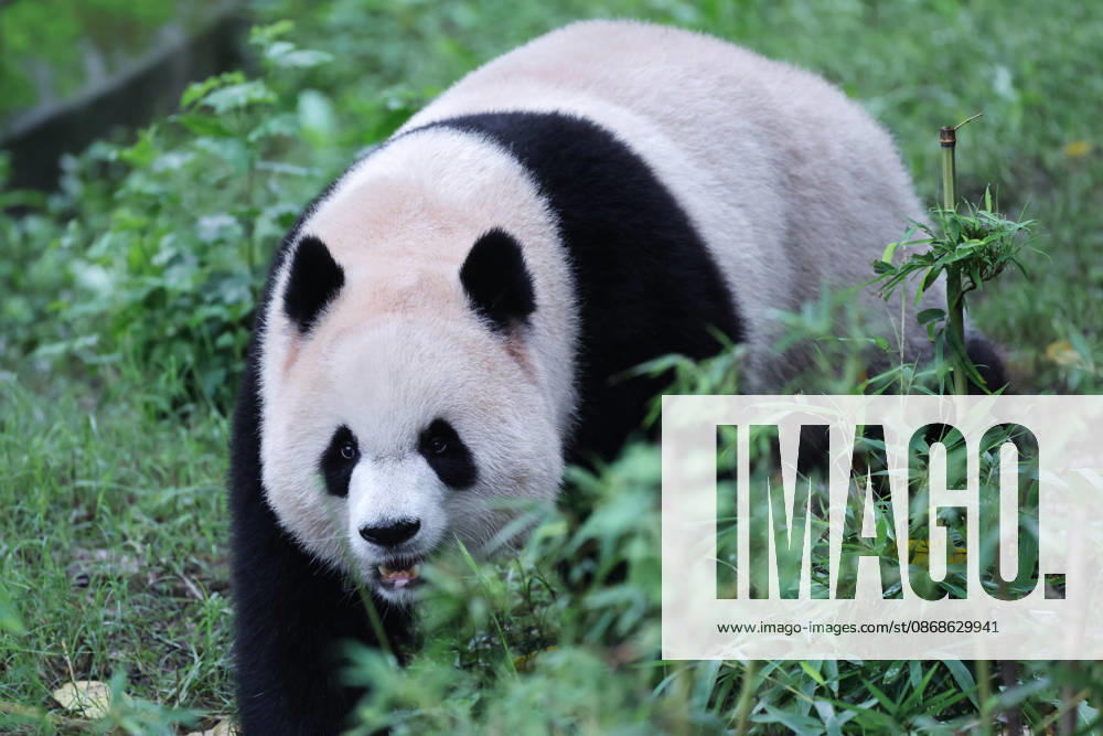 Giant panda Yu Ai plays with enrichment items in the yard at Chongqing Zoo on October 5, 2026 in Chongqing, China. The giant panda enjoyed activities during the National Day holiday period.