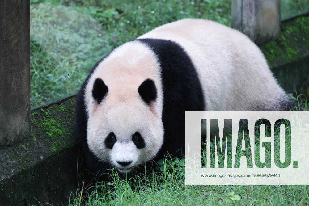 Giant panda Yu Ai plays with enrichment items in an enclosure at Chongqing Zoo on October 5, 2026 in Chongqing, China. The zoo attracted large numbers of visitors during the National Day holiday.