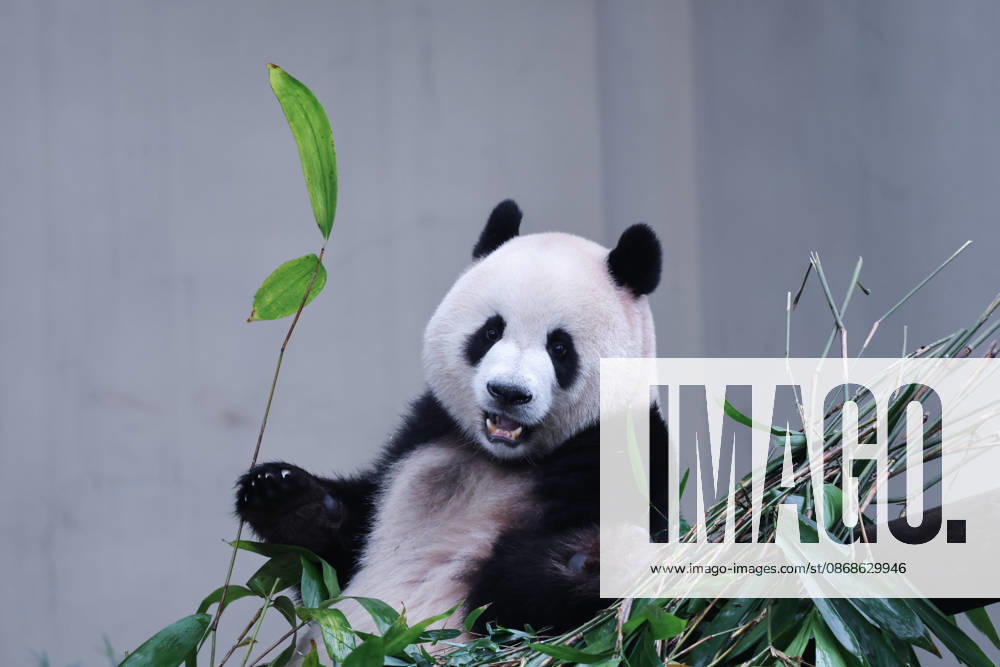 Giant panda Mang Cancan eats bamboo during the National Day holiday on October 5, 2026 in Chongqing, China. The Chongqing Zoo attracted large crowds of visitors during the holiday period, where animals were provided with enrichment activities including food puzzles.