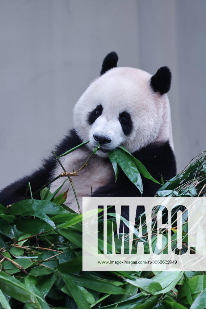 Giant panda Mang Cancan eats bamboo at Chongqing Zoo on October 5, 2026 in Chongqing, China. The zoo attracted large crowds of visitors during the National Day holiday.
