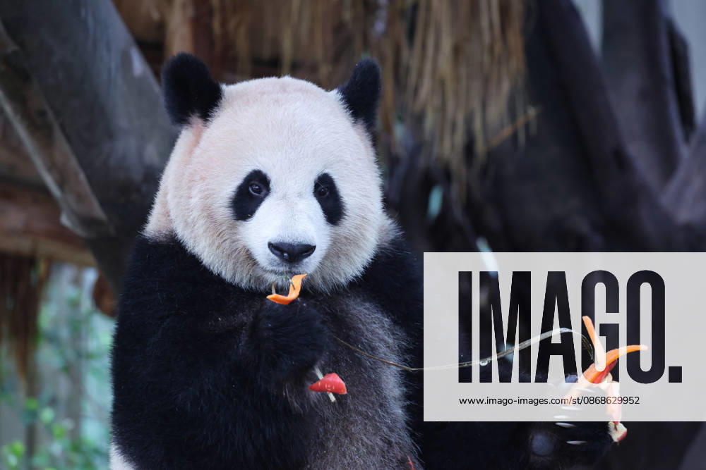 Giant panda Mangzai plays with enrichment items designed to look like skewers at Chongqing Zoo on October 5, 2026 in Chongqing, China. The zoo arranged special activities for the giant pandas during the National Day holiday.