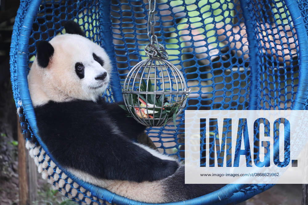 Giant panda Yu Ai plays with a leak-proof ball in a cradle during the National Day holiday on October 5, 2026 in Chongqing, China. The event allows citizens and tourists to celebrate the holiday alongside the animals at the zoo.