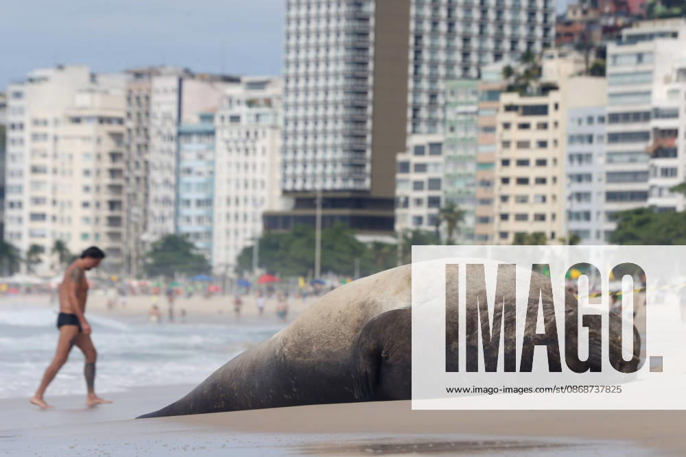 A young southern elephant seal (Mirounga leonina) rests on Copacabana Beach in Rio de Janeiro, Brazil, on October 6, 2026. The unusual visitor has drawn attention along the coast in recent days after being seen in So£o Conrado, across Guanabara Bay in IcaraoÂ, Nitero³i, and now Copacabana. The young animal, which normally inhabits colder waters of the Southern Hemisphere, has attracted curious bathers and beachgoers at each stop. Experts advise people to observe the animal from a safe distance and not approach, touch, feed or attempt to return it to the water. One possibility raised by experts is that the seal traveled north from southern South America, potentially from the regi - ZUMAk251 20261006_znp_k251_008
