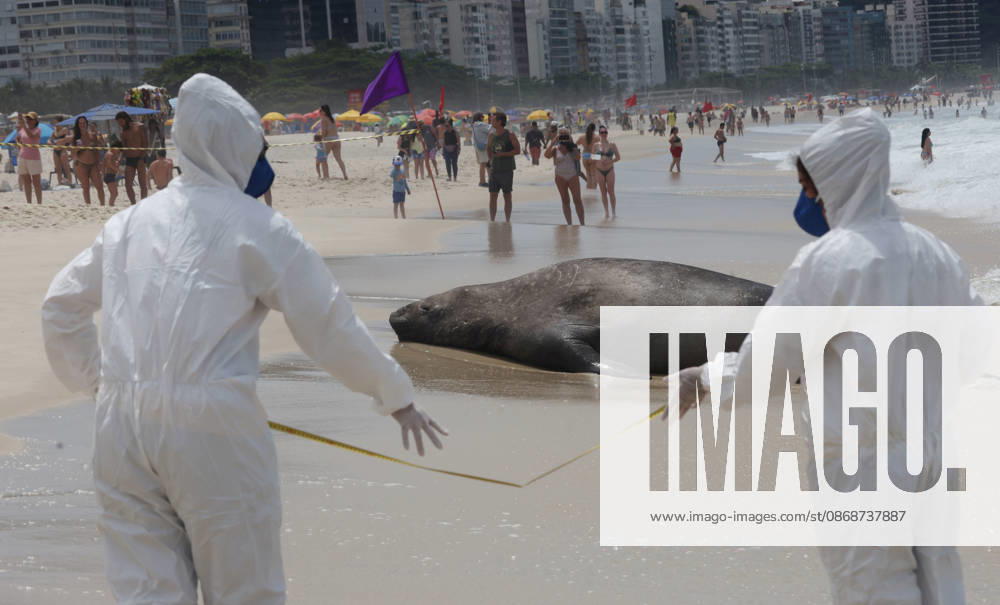Biologists with the Projeto de Monitoramento de Praias da Bacia de Santos (PMP-BS) monitor a young southern elephant seal (Mirounga leonina) resting on Copacabana Beach in Rio de Janeiro, Brazil, on October 6, 2026, assessing its condition and helping ensure it remains undisturbed. The unusual visitor has drawn attention along the coast in recent days after being spotted in So£o Conrado, across Guanabara Bay in IcaraoÂ, Nitero³i, and now Copacabana. The young seal, a species native to colder waters of the Southern Hemisphere, has attracted curious bathers and beachgoers at each stop. Experts advise people to observe the animal from a safe distance and not approach, touch, feed o - ZUMAk251 20261006_znp_k251_013