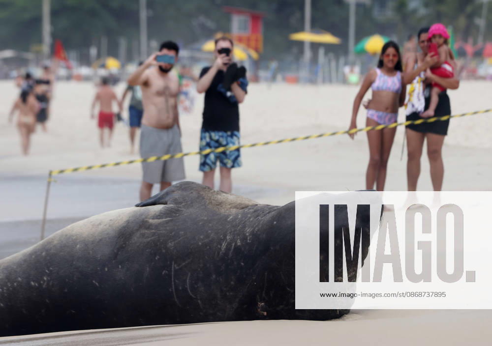 A young southern elephant seal (Mirounga leonina) rests on Copacabana Beach in Rio de Janeiro, Brazil, on October 6, 2026. The unusual visitor has drawn attention along the coast in recent days after being seen in So£o Conrado, across Guanabara Bay in IcaraoÂ, Nitero³i, and now Copacabana. The young animal, which normally inhabits colder waters of the Southern Hemisphere, has attracted curious bathers and beachgoers at each stop. Experts advise people to observe the animal from a safe distance and not approach, touch, feed or attempt to return it to the water. One possibility raised by experts is that the seal traveled north from southern South America, potentially from the regi - ZUMAk251 20261006_znp_k251_002