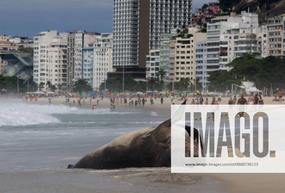 A young southern elephant seal (Mirounga leonina) rests on Copacabana Beach in Rio de Janeiro, Brazil, on October 6, 2026. The unusual visitor has drawn attention along the coast in recent days after being seen in So£o Conrado, across Guanabara Bay in IcaraoÂ, Nitero³i, and now Copacabana. The young animal, which normally inhabits colder waters of the Southern Hemisphere, has attracted curious bathers and beachgoers at each stop. Experts advise people to observe the animal from a safe distance and not approach, touch, feed or attempt to return it to the water. One possibility raised by experts is that the seal traveled north from southern South America, potentially from the regi - ZUMAk251 20261006_znp_k251_006