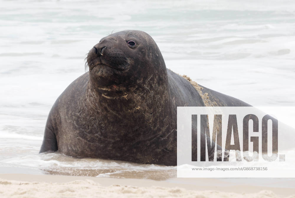 A young southern elephant seal (Mirounga leonina) rests on Copacabana Beach in Rio de Janeiro, Brazil, on October 6, 2026. The unusual visitor has drawn attention along the coast in recent days after being seen in So£o Conrado, across Guanabara Bay in IcaraoÂ, Nitero³i, and now Copacabana. The young animal, which normally inhabits colder waters of the Southern Hemisphere, has attracted curious bathers and beachgoers at each stop. Experts advise people to observe the animal from a safe distance and not approach, touch, feed or attempt to return it to the water. One possibility raised by experts is that the seal traveled north from southern South America, potentially from the regi - ZUMAk251 20261006_znp_k251_016