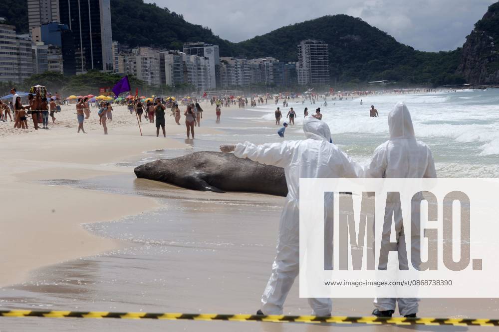 Biologists with the Projeto de Monitoramento de Praias da Bacia de Santos (PMP-BS) monitor a young southern elephant seal (Mirounga leonina) resting on Copacabana Beach in Rio de Janeiro, Brazil, on October 6, 2026, assessing its condition and helping ensure it remains undisturbed. The unusual visitor has drawn attention along the coast in recent days after being spotted in SoÂ£o Conrado, across Guanabara Bay in IcaraoÂ­, NiteroÂ³i, and now Copacabana. The young seal, a species native to colder waters of the Southern Hemisphere, has attracted curious bathers and beachgoers at each stop. Experts advise people to observe the animal from a safe distance and not approach, touch, feed o - ZUMAk251 20261006_znp_k251_021