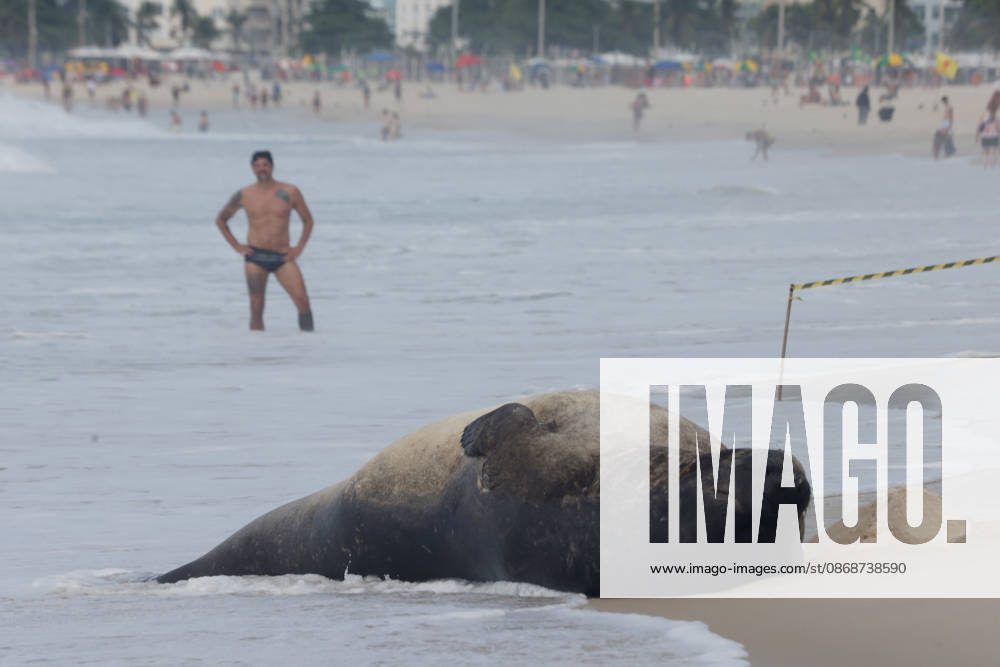 A young southern elephant seal (Mirounga leonina) rests on Copacabana Beach in Rio de Janeiro, Brazil, on October 6, 2026. The unusual visitor has drawn attention along the coast in recent days after being seen in SoÂ£o Conrado, across Guanabara Bay in IcaraoÂ­, NiteroÂ³i, and now Copacabana. The young animal, which normally inhabits colder waters of the Southern Hemisphere, has attracted curious bathers and beachgoers at each stop. Experts advise people to observe the animal from a safe distance and not approach, touch, feed or attempt to return it to the water. One possibility raised by experts is that the seal traveled north from southern South America, potentially from the regi - ZUMAk251 20261006_znp_k251_025