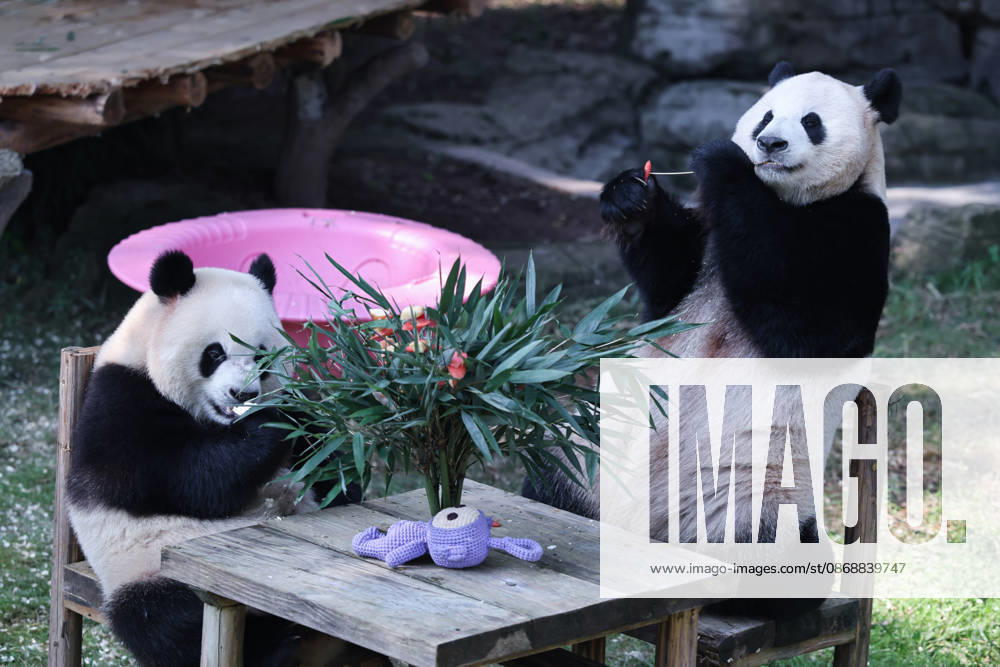 Giant pandas Haoqi and Qiying eat food at a table during the National Day holiday on October 6, 2026 in Chongqing, China. The Chongqing Zoo arranged special activities and meals for the giant pandas to celebrate the holiday.