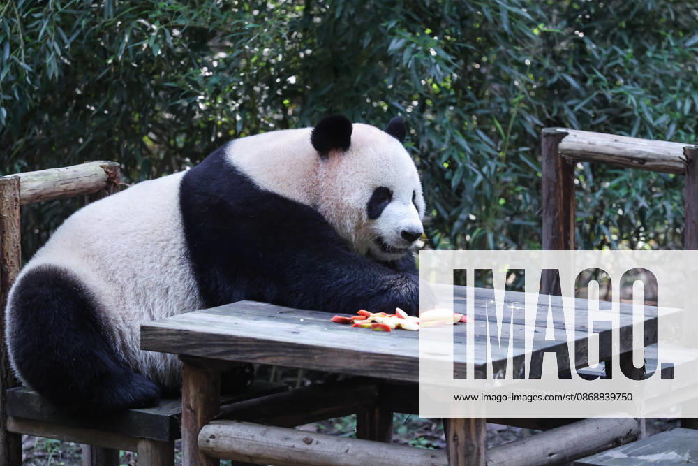 Giant panda Qingqing eats fruit at a zoo on October 7, 2026 in Chongqing, China. The zoo arranged enrichment activities and special meals for the giant pandas to celebrate the National Day holiday.