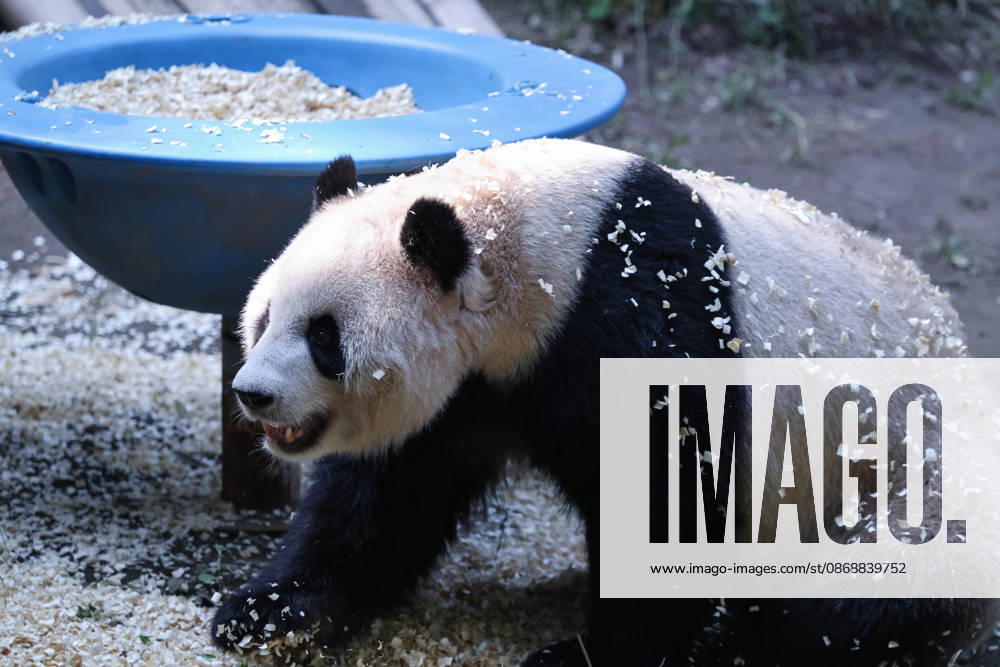 Giant panda Yu Ke plays with wood shavings on October 6, 2026 in Chongqing, China. The zoo arranged enrichment activities and special meals for giant pandas to celebrate the National Day holiday.