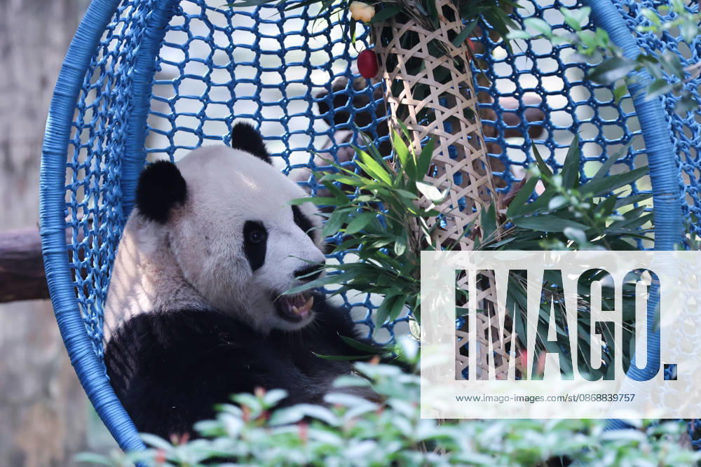 Giant panda Yu Ke eats fruit while lying in a crib at Chongqing Zoo on October 6, 2026 in Chongqing, China. The zoo arranged enrichment activities and special meals for giant pandas to celebrate the National Day holiday.
