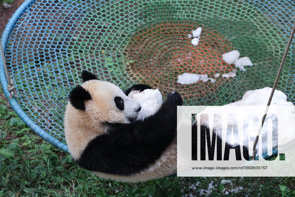 Giant panda Wangshu plays with a snow enrichment item on October 6, 2026 in Chongqing, China. The zoo provided special enrichment activities and food for the giant pandas to celebrate the National Day holiday.
