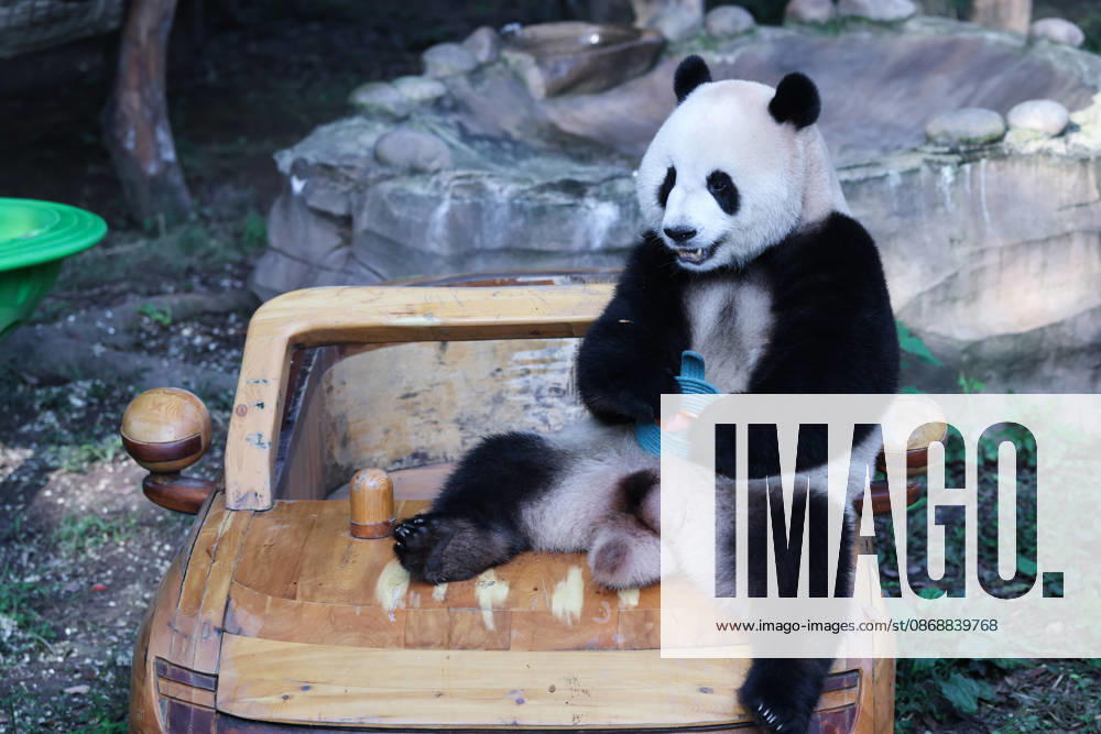 Giant panda Mang Cancan eats fruit while sitting on a toy car at a zoo on October 7, 2026 in Chongqing, China. The zoo arranged enrichment activities and special meals for giant pandas to celebrate the National Day holiday.
