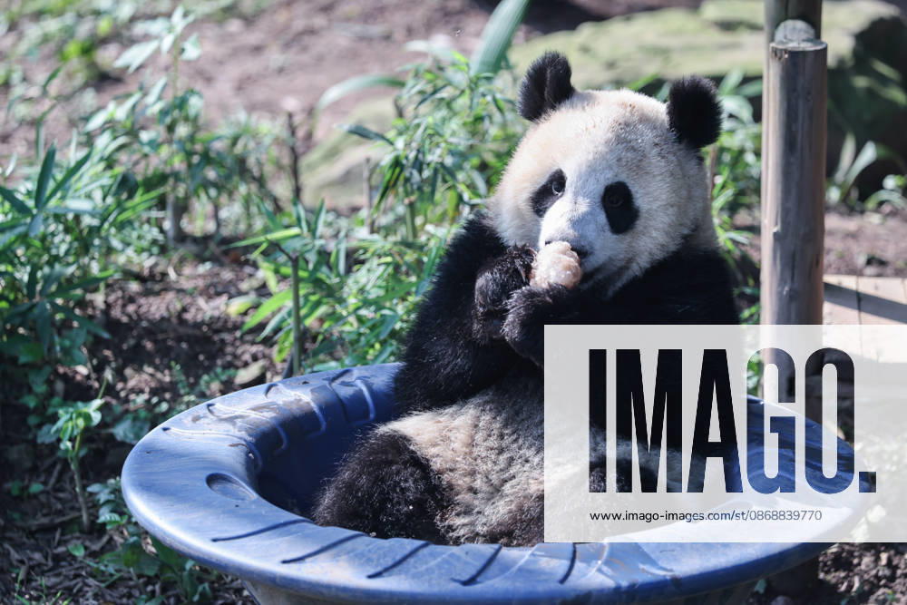 Giant panda Wangshu plays in a rotating bowl at Chongqing Zoo on October 7, 2026 in Chongqing, China. The zoo organized enrichment activities and special meals for giant pandas to celebrate the National Day holiday.