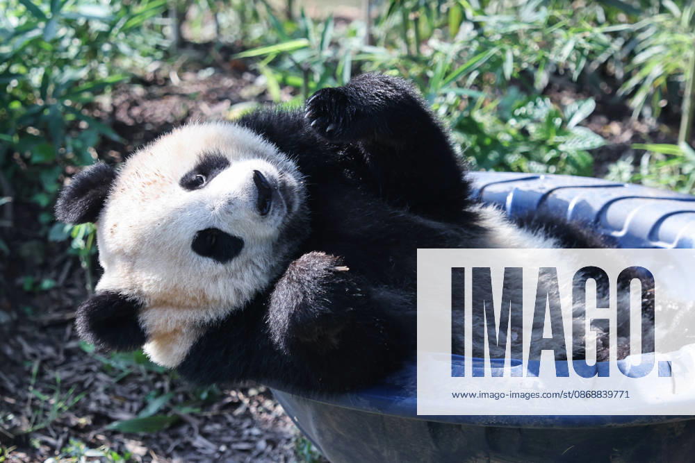 Giant panda Wangshu plays in a rotating bowl at Chongqing Zoo on October 6, 2026 in Chongqing, China. The zoo organized enrichment activities and special meals for giant pandas to celebrate the National Day holiday.