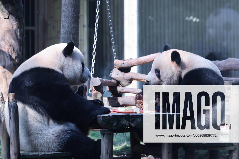 Giant pandas Xing Xing and Chen Chen eat a meal at a table during National Day celebrations on October 7, 2026 in Chongqing, China. The pandas participated in enrichment activities and enjoyed a special feast to mark the holiday.