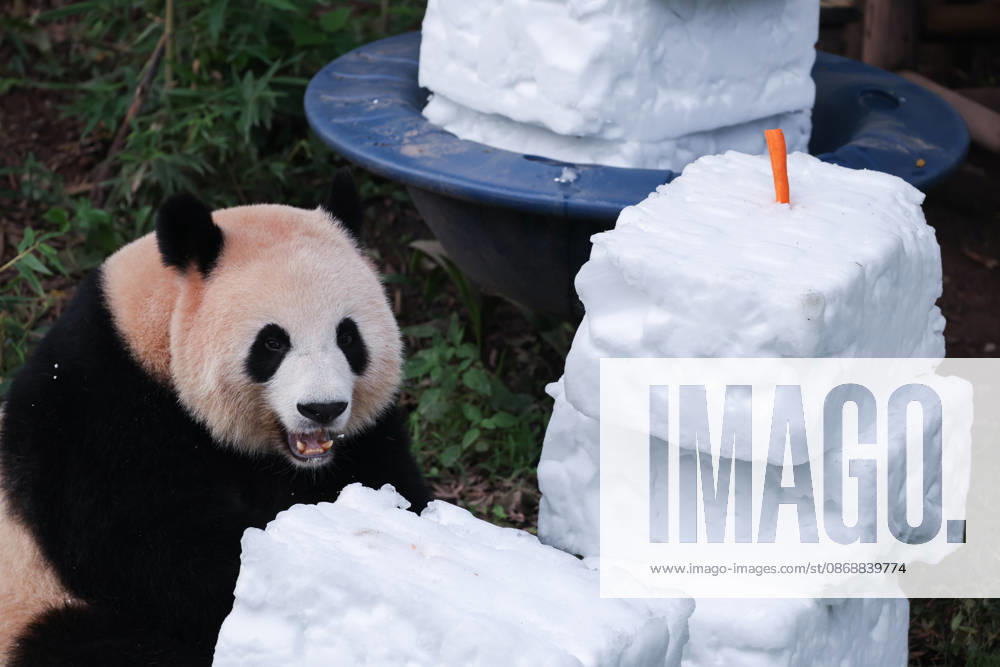 Giant panda Liang Yue eats carrots in a snow pile on October 6, 2026 in Chongqing, China. The activity was arranged to celebrate the National Day holiday.