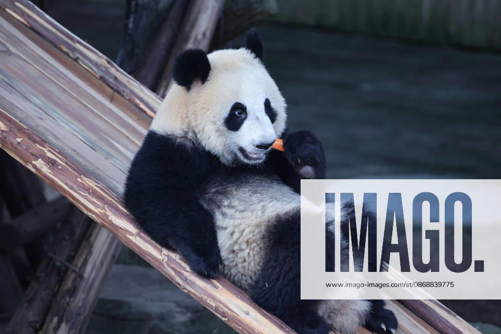 Giant panda Wangshu eats carrots at Chongqing Zoo on October 6, 2026 in Chongqing, China. Giant pandas played and fed at the zoo as citizens and tourists celebrated the National Day holiday.