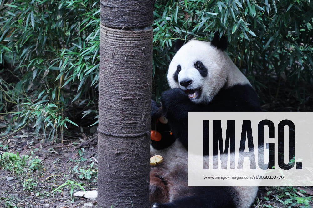Giant panda Qingqing eats skewers during National Day celebrations on October 6, 2026 in Chongqing, China. The zoo organized enrichment activities and special meals for giant pandas to mark the holiday.