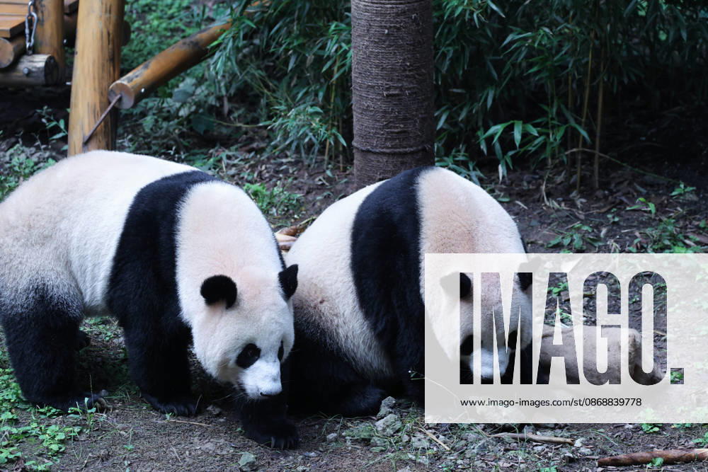 Giant pandas Xi Xi and Qing Qing look for bamboo shoots in a sack on October 6, 2026 in Chongqing, China. The pandas played with enrichment items, rolled in snow piles and ate a special meal to celebrate the National Day holiday alongside citizens and tourists.