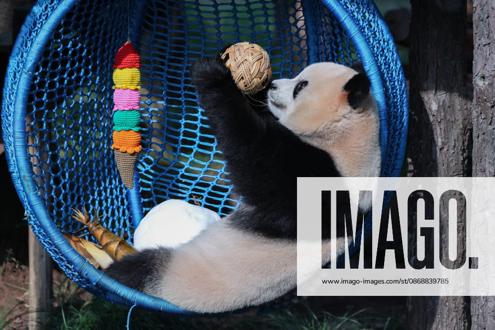 Giant panda Yu Ai plays in a crib on October 6, 2026 in Chongqing, China. Giant pandas at Chongqing Zoo played and ate to celebrate the National Day holiday with citizens and tourists.