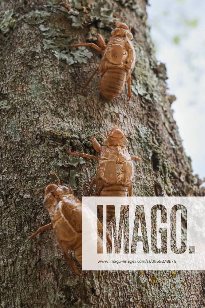 Several cicada exoskeletons clinging to a tree on a farm in the town of Passa Tempo, Minas Gerais, Brazil, photographed on Tuesday, October 6, 2026. The shells left attached to tree trunks are called exuviae. It is not a dead insect, but rather the empty casing abandoned after the insect emerged. Belo Horizonte BRAZIL - ZUMAc236 20261006_znp_c236_001