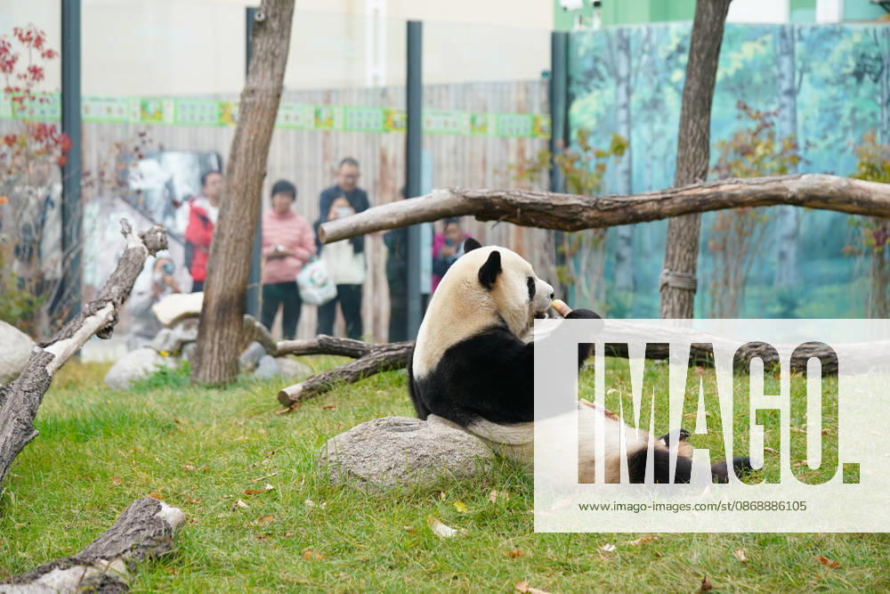 Giant panda Zhishi enjoys food at the Sun Island Giant Panda Pavilion on October 7, 2026 in Harbin, Heilongjiang Province of China. The pavilion remained popular with visitors on the final day of the National Day holiday.