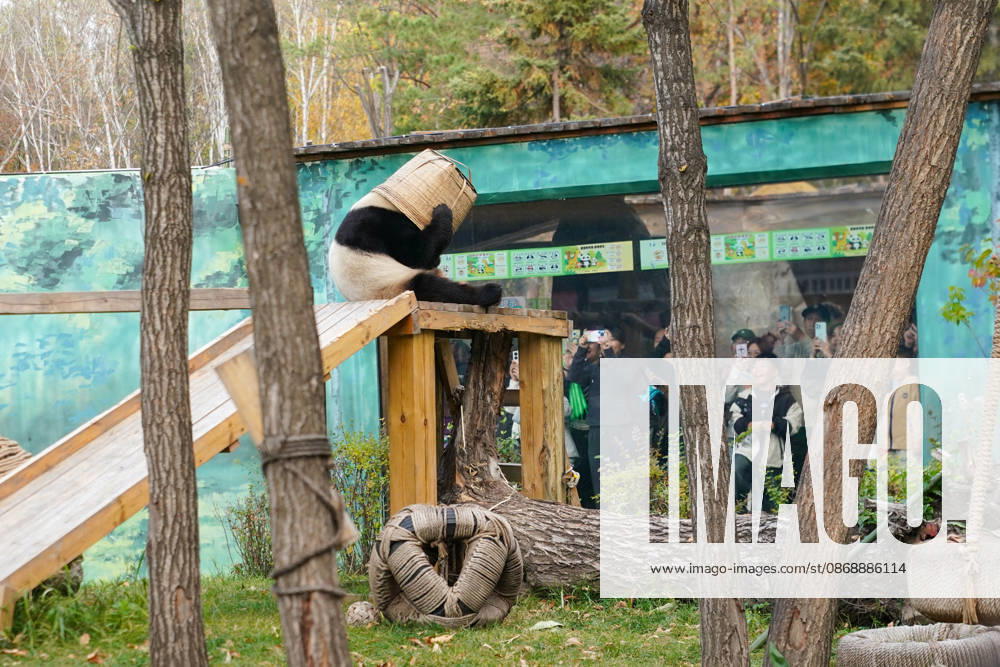 Giant panda Zhishi places a bamboo basket on its head at the Sun Island Giant Panda Pavilion on October 7, 2026 in Harbin, Heilongjiang Province of China. The pavilion remained popular with visitors on the final day of the National Day holiday.