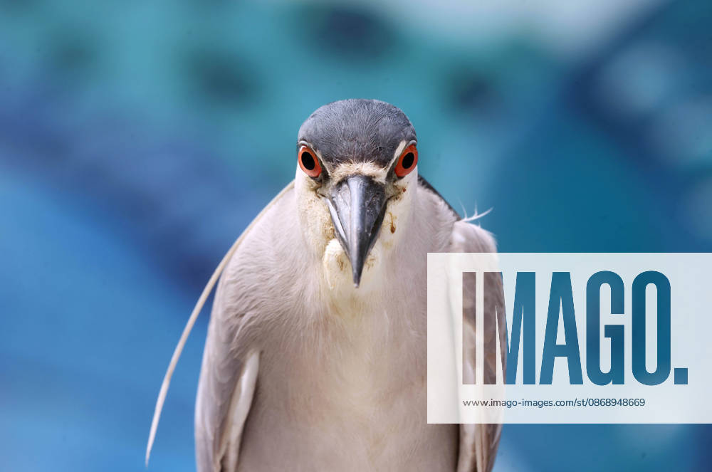 A Black-crowned Night Heron (Nycticorax nycticorax) stands at Fishermenâ€⠢s Village near Posto 6 in Copacabana, Rio de Janeiro, Brazil. The heron was next to the traditional fish market, where local fishermen bring in their daily catch. The species is commonly found around coastal wetlands, rivers, lakes and other bodies of water throughout Brazil, including urban areas of Rio de Janeiro. Rio De Janeiro Brazil - ZUMAk251 20261008_znp_k251_001