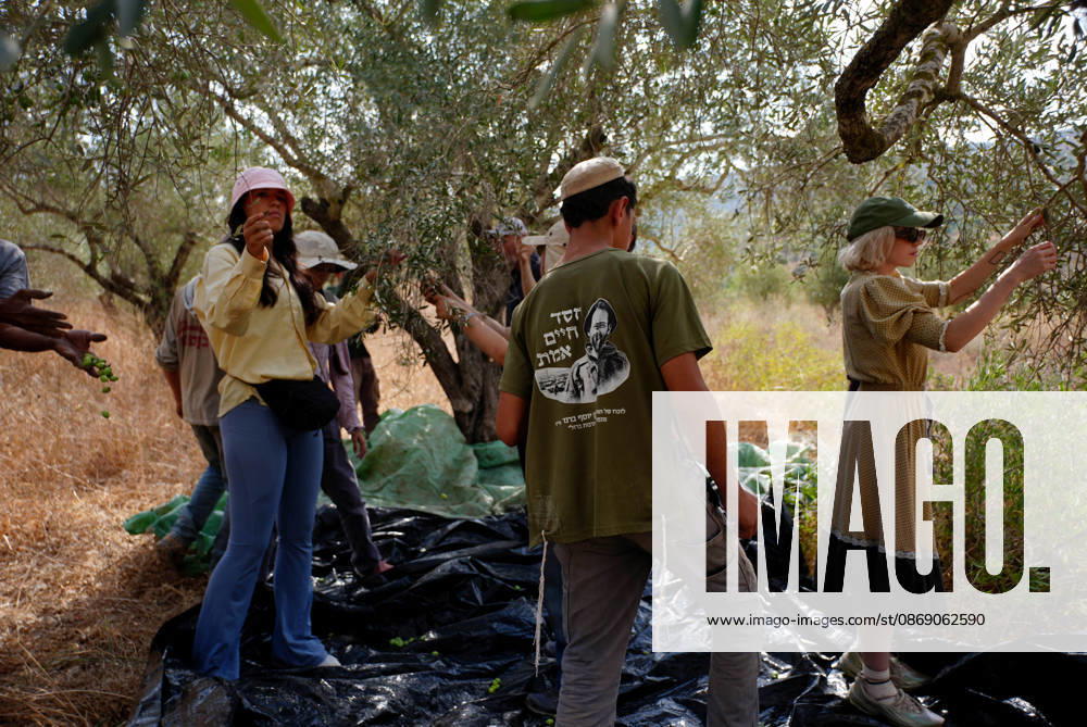 Clashes erupt between Israeli settlers and Palestinian farmers in West Bank RAMALLAH, WEST BANK - OCTOBER 9: Clashes break out between Israeli settlers, accompanied by Israeli soldiers, and Palestinian farmers harvesting olives in the town of Deir Ibzi, near Ramallah in West Bank, on October 9, 2026. The incident reportedly involved damage to olive crops and provocative actions by the settlers. Issam Rimawi Anadolu Ramallah West Bank. Editorial use only. Please get in touch for any other usage.