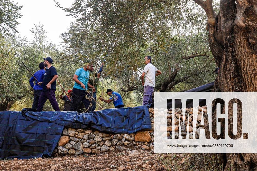 Israeli settlers and forces attack farmers during olive harvest in Deir Abu Mashal DEIR ABU MASHAL, PALESTINE OCTOBER 10, 2026: Palestinian farmers came under attack by Israeli settlers and Israeli forces as they headed to harvest olives on their land in Deir Abu Mashal, northwest of Ramallah. The event marked the villages first olive harvest gathering of the new season. The Palestine Red Crescent Society reported that its teams treated nine people injured during the incident. The injuries included one caused by live ammunition to the thigh, two caused by rubber-coated metal bullets, and six resulting from physical assault. One of those struck by a rubber-coated metal bullet was photojournalist Issam Al-Rimawi. The incident