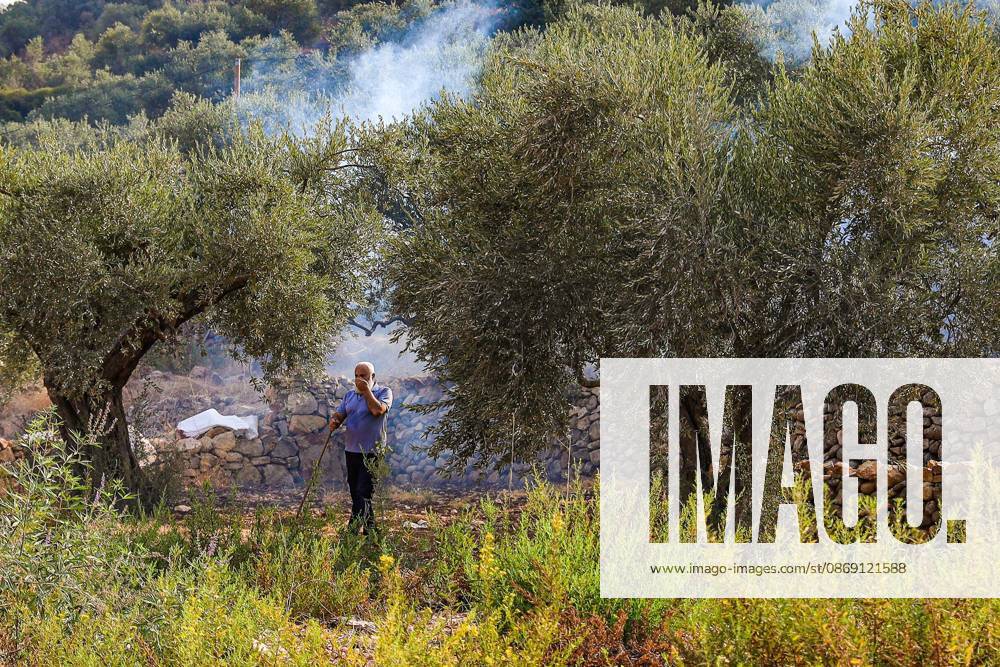 DEIR ABU MASHâ€⠢AL, PALESTINE †OCTOBER 10, 2026: Palestinian farmers came under attack by Israeli settlers and Israeli forces as they headed to harvest olives on their land in Deir Abu Mashâ€⠢al, northwest of Ramallah. The event marked the villageâ€⠢s first olive harvest gathering of the new season. The Palestine Red Crescent Society reported that its teams treated nine people injured during the incident. The injuries included one caused by live ammunition to the thigh, two caused by rubber-coated metal bullets, and six resulting from physical assault. One of those struck by a rubber-coated metal bullet was photojournalist Issam Al-Rimawi. The incident occurred during the annual olive harve - ZUMAq101 20261010_zna_q101_056