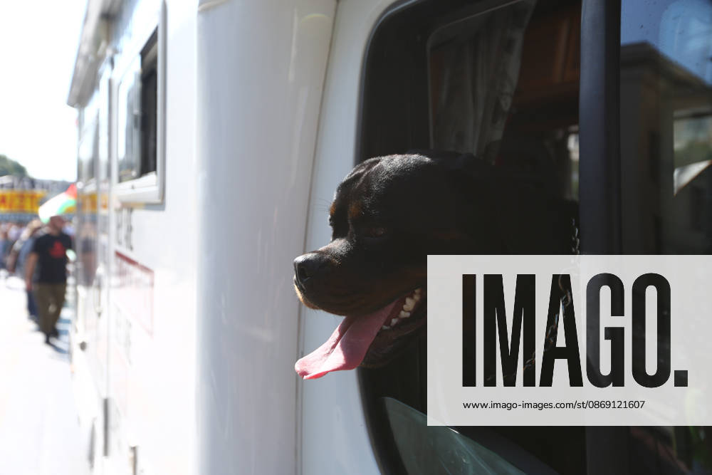 A dog looks out of a camper van displaying pro-Palestinian messages as demonstrators march past. Athens GREECE - ZUMAx103 20261010_zip_x103_013