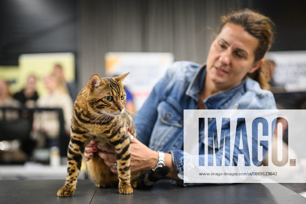 2026 WCF Jubilee Cat Show - Day 1 Owner holds her cat during the day one of 2026 WCF Jubilee Cat Show in Zagreb, Croatia on October 10, 2026. DavorxPuklavec PIXSELL