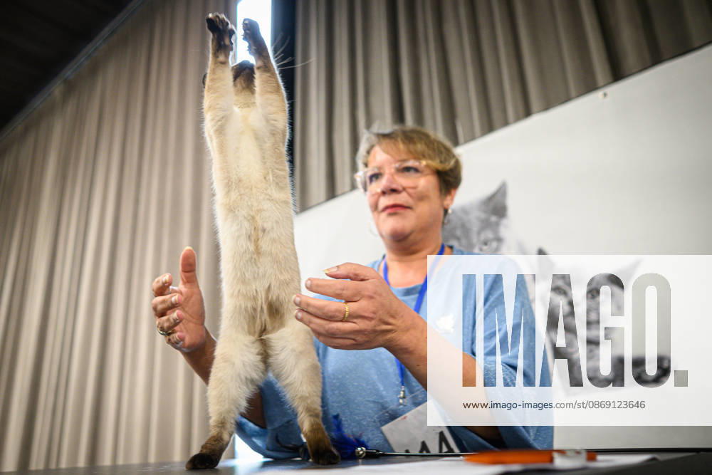 2026 WCF Jubilee Cat Show - Day 1 Owner holds her cat during the day one of 2026 WCF Jubilee Cat Show in Zagreb, Croatia on October 10, 2026. DavorxPuklavec PIXSELL