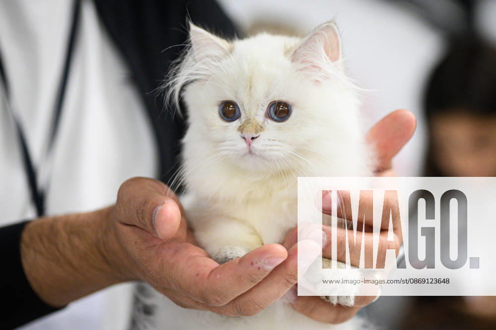 2026 WCF Jubilee Cat Show - Day 1 Owner holds her cat during the day one of 2026 WCF Jubilee Cat Show in Zagreb, Croatia on October 10, 2026. DavorxPuklavec PIXSELL